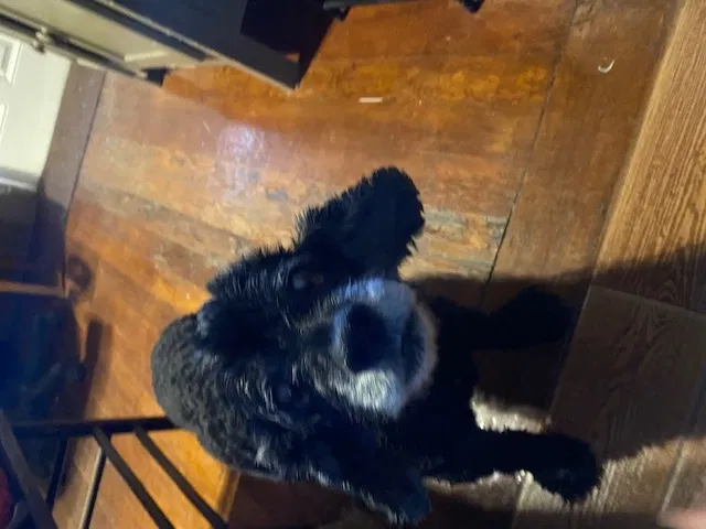 Lost dog in Canutillo, TX, 79835