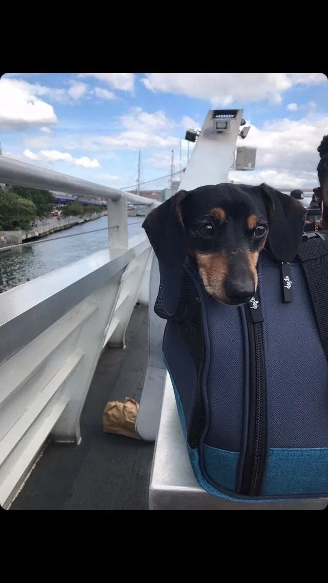 Lost dog in Cambria Heights, NY, 11411