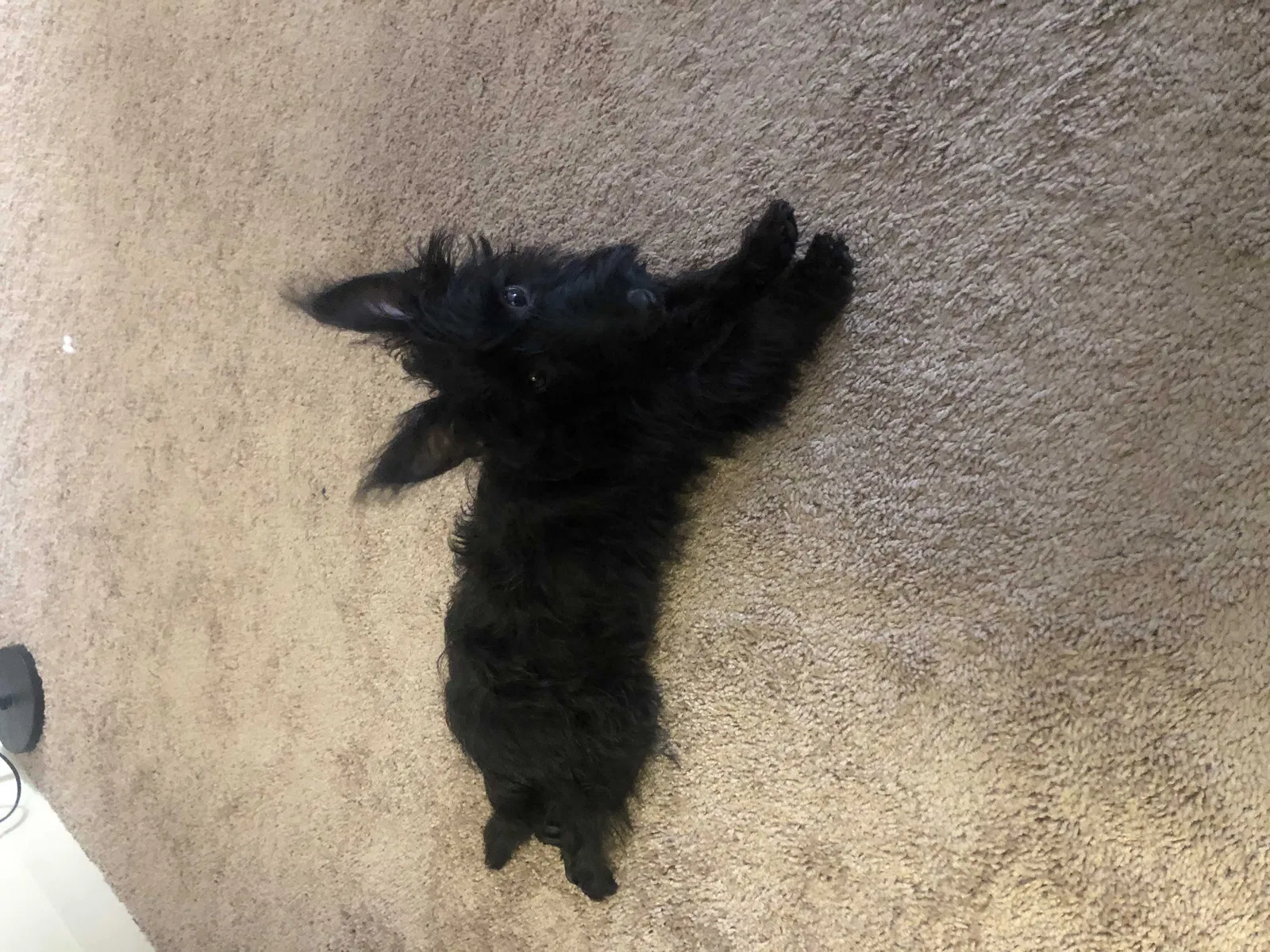 Lost dog in Orlando, FL, 32812