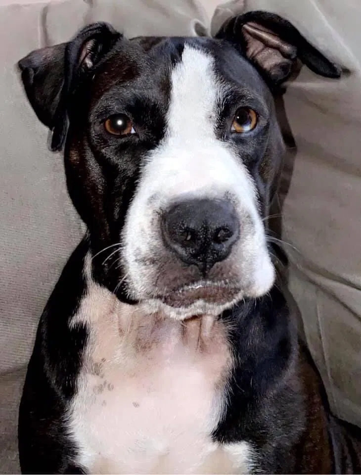 Lost dog in Sicklerville, NJ, 8081