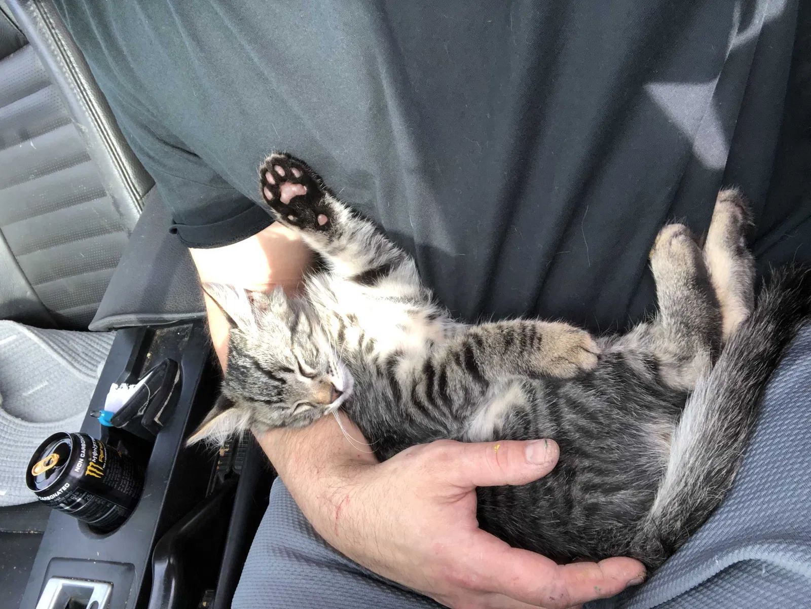 Lost cat in Pensacola, FL, 32514