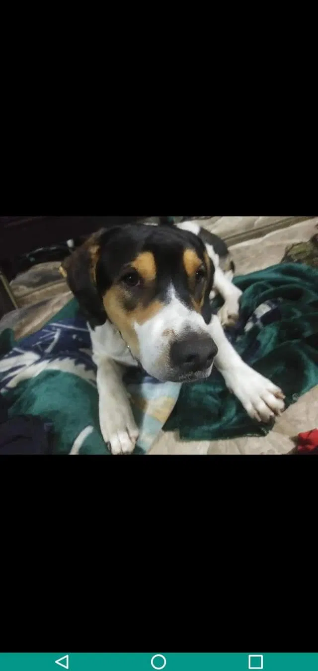 Lost dog in Purlear, NC, 28665