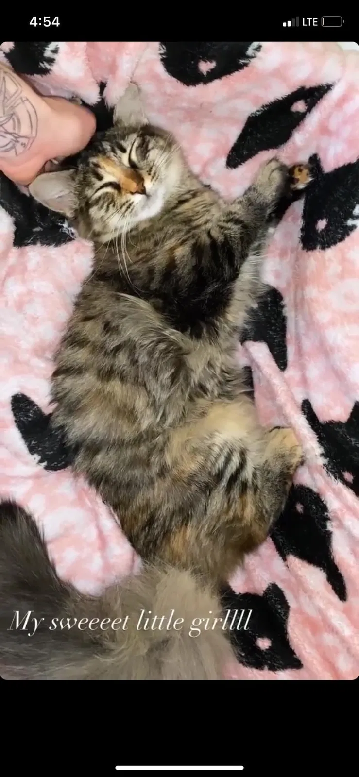 Lost cat in East Brunswick, NJ, 8816