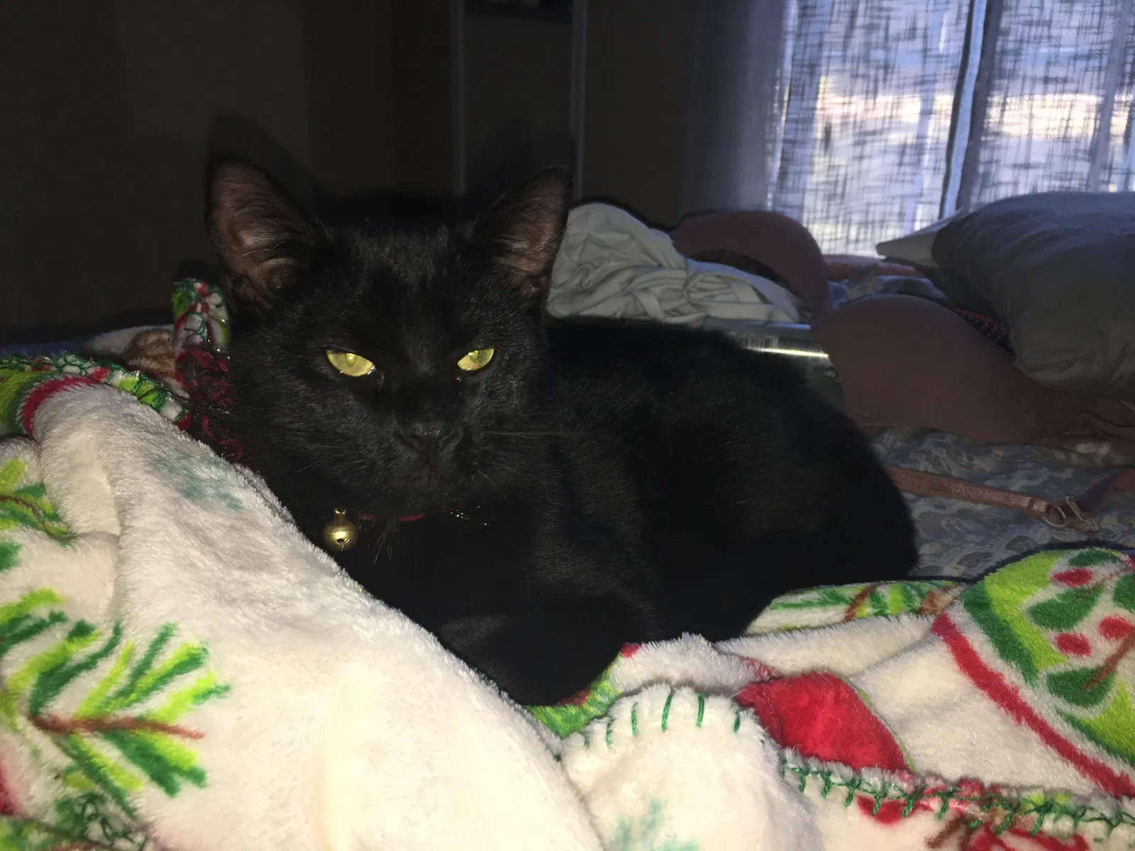 Lost cat in Chunchula, AL, 36521