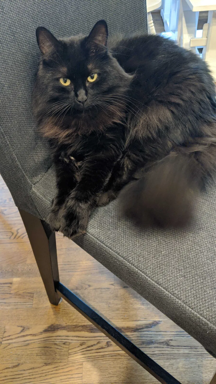 Lost cat in Charlotte, NC, 28227