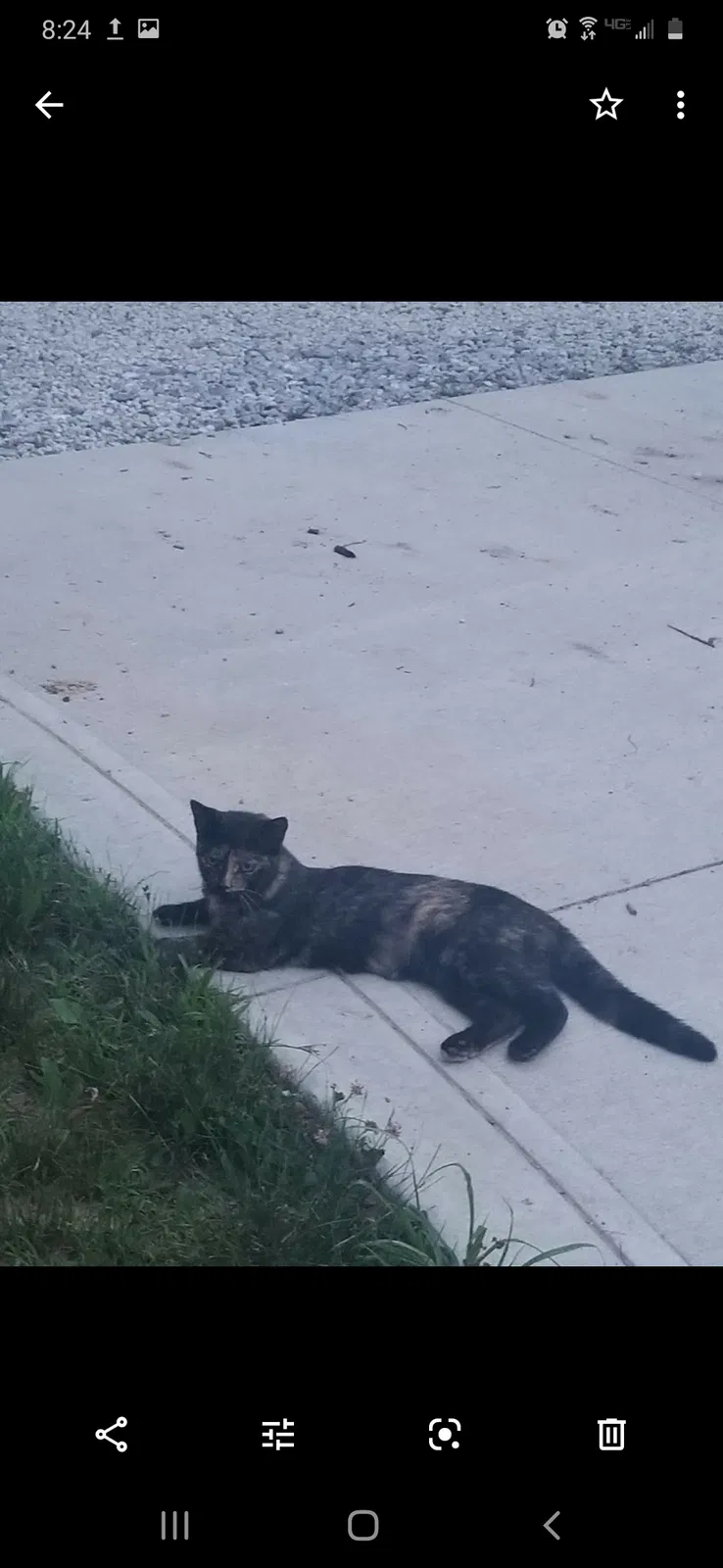 Lost cat in Doylestown, OH, 44230