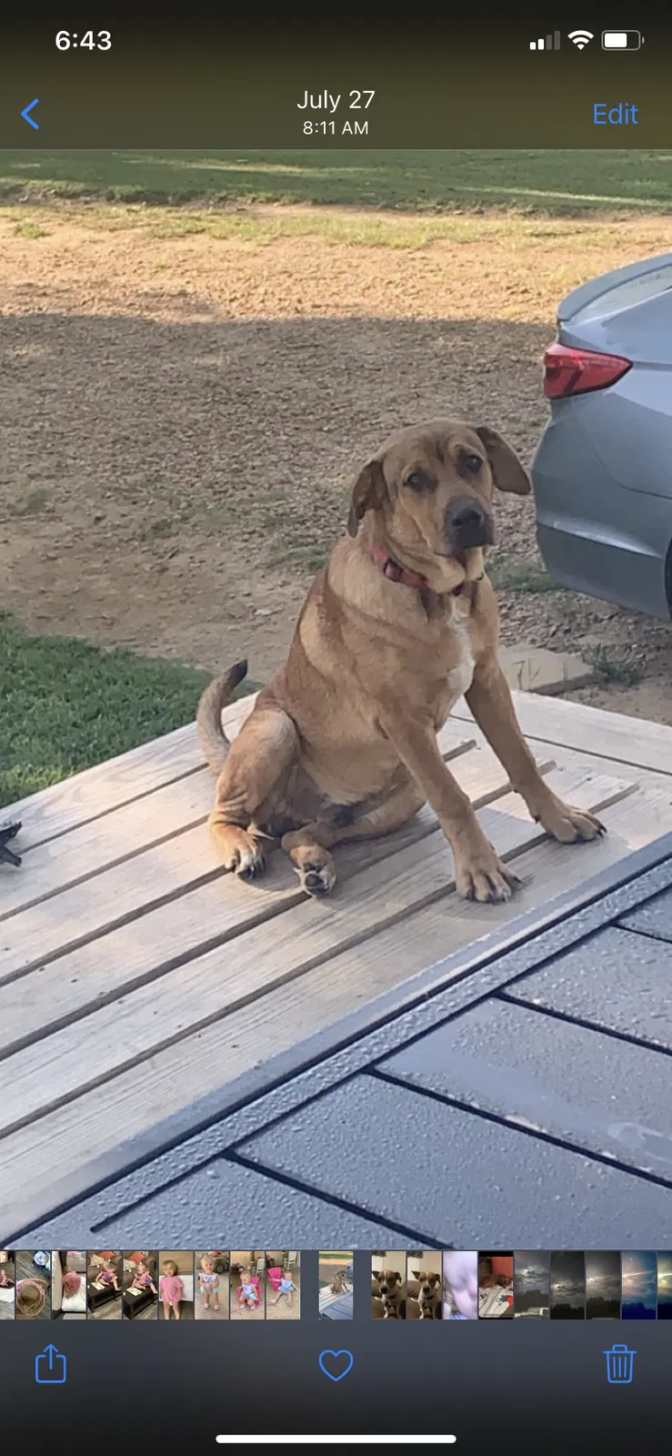Lost dog in Batesville, MS, 38606
