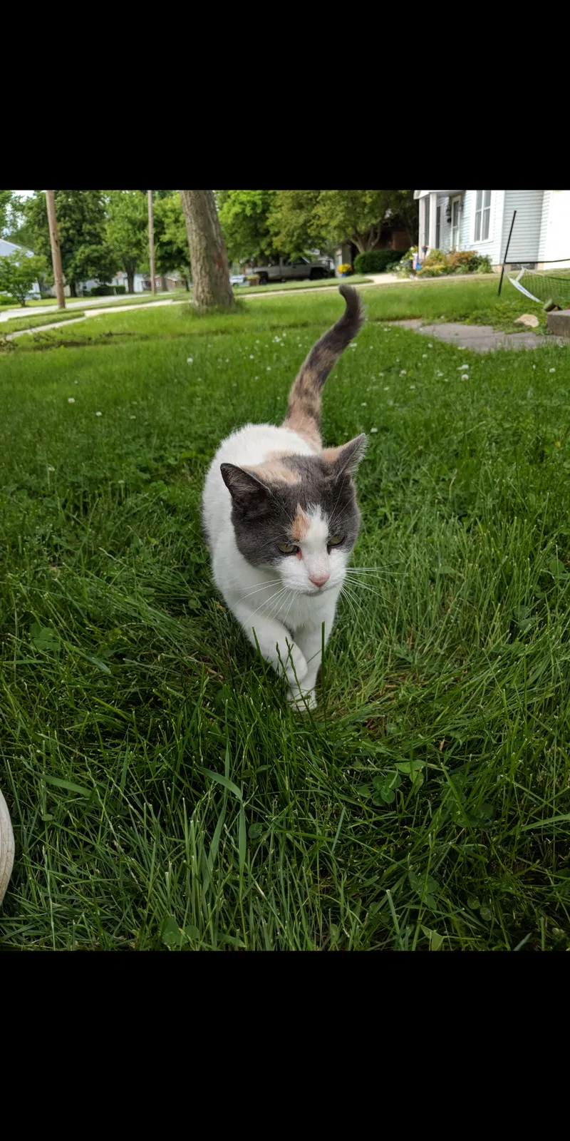 Lost cat in Maumee, OH, 43537