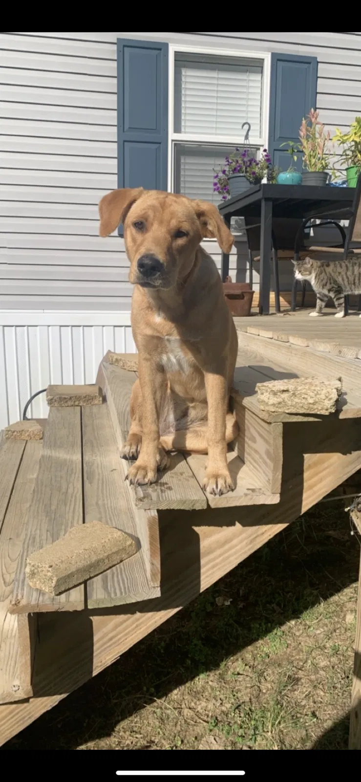 Lost dog in Batesville, MS, 38606