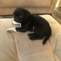Lost dog in Fort Worth, TX, 76123