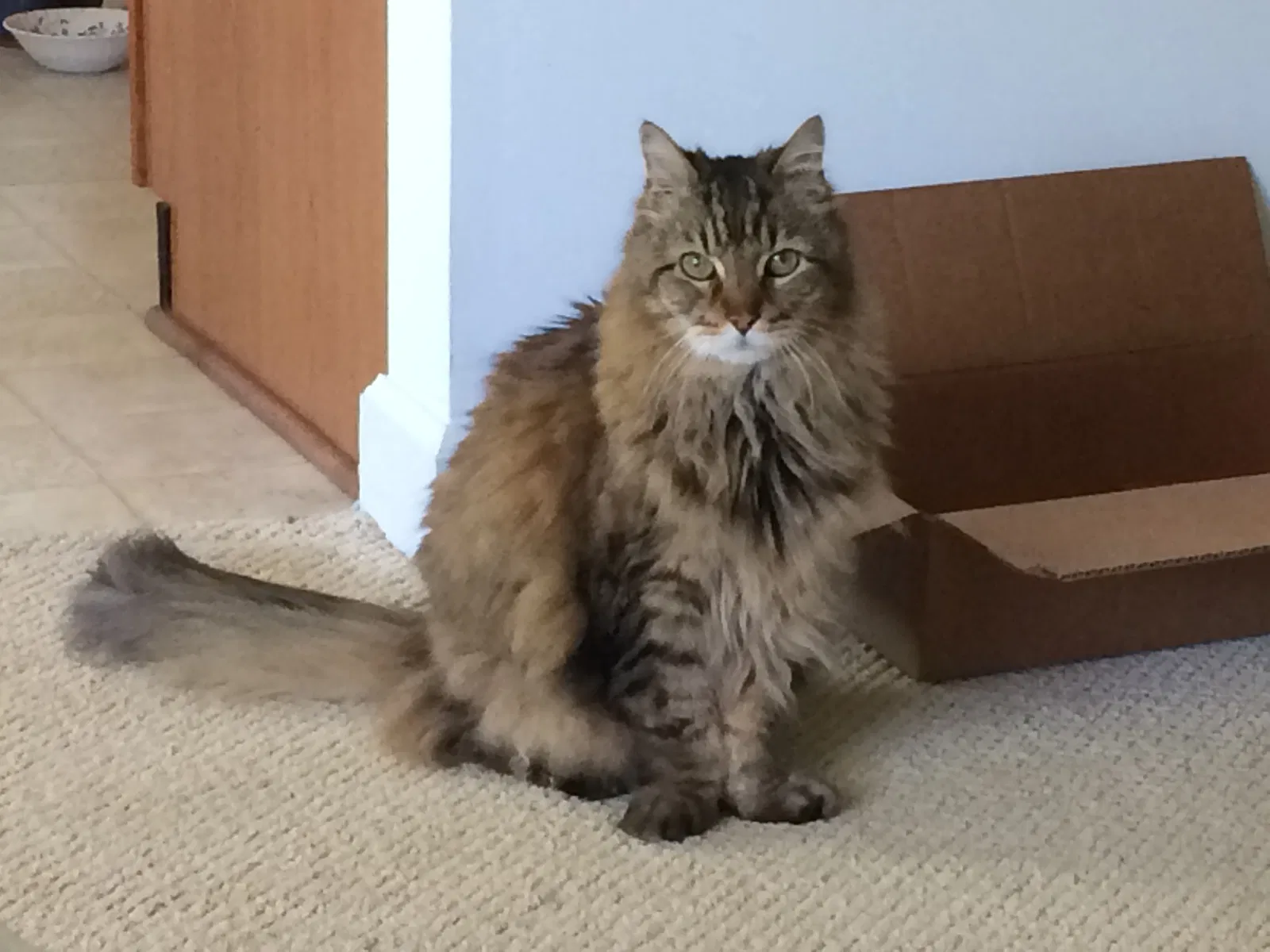 Lost cat in Greensboro, NC, 27409
