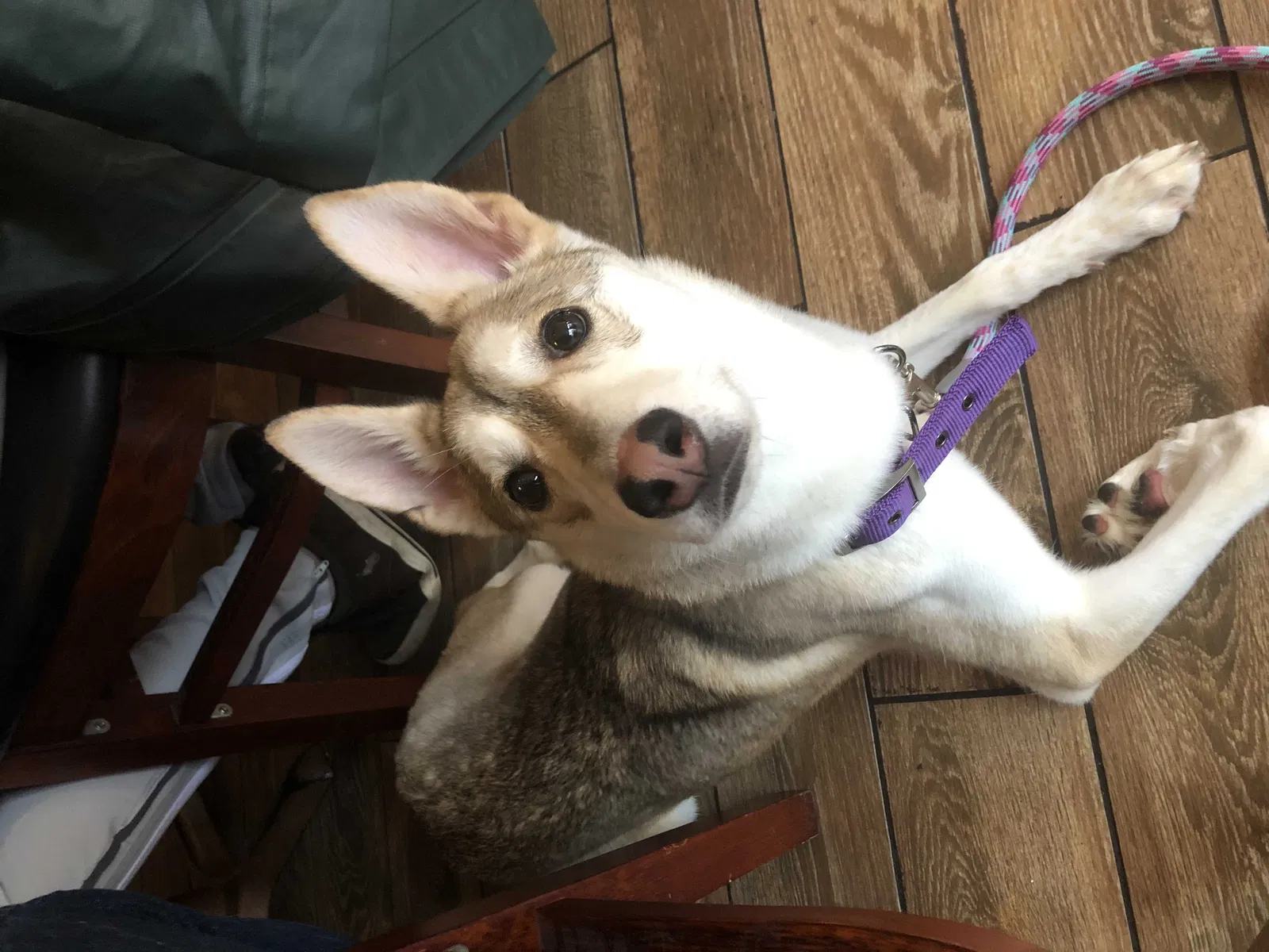 Lost dog in Bryan, TX, 77803