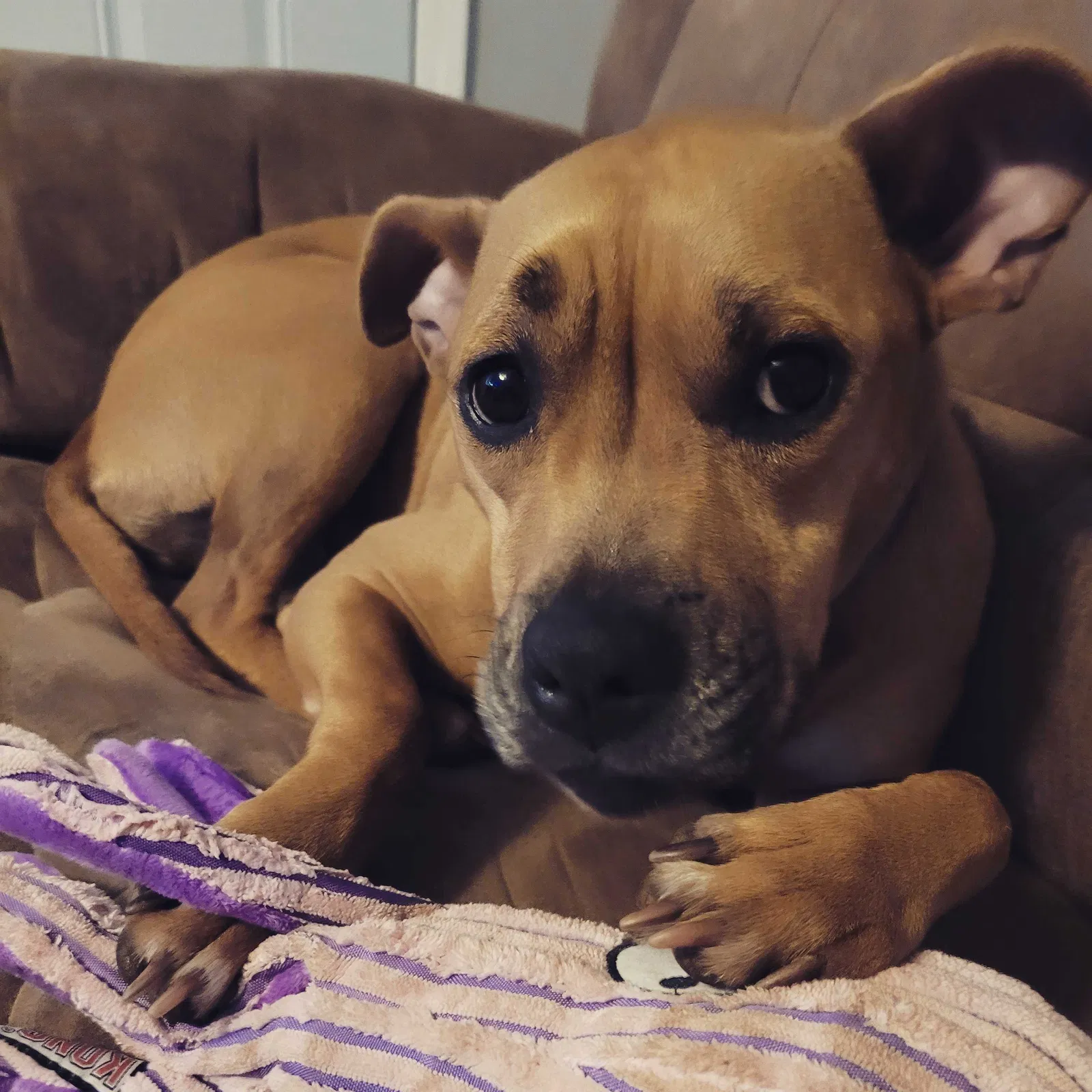 Lost dog in Columbia, SC, 29209