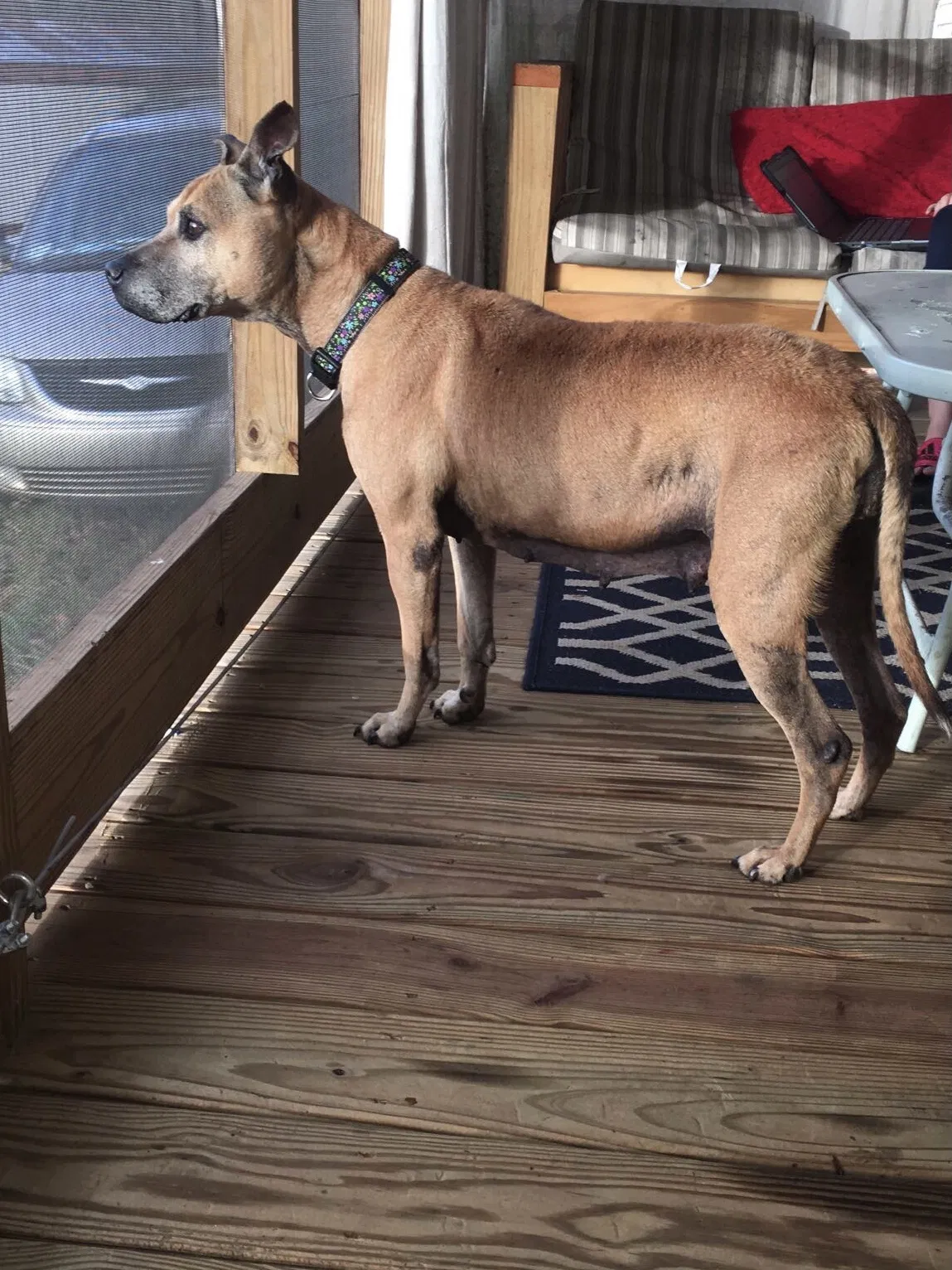 Lost dog in Union Grove, NC, 28689
