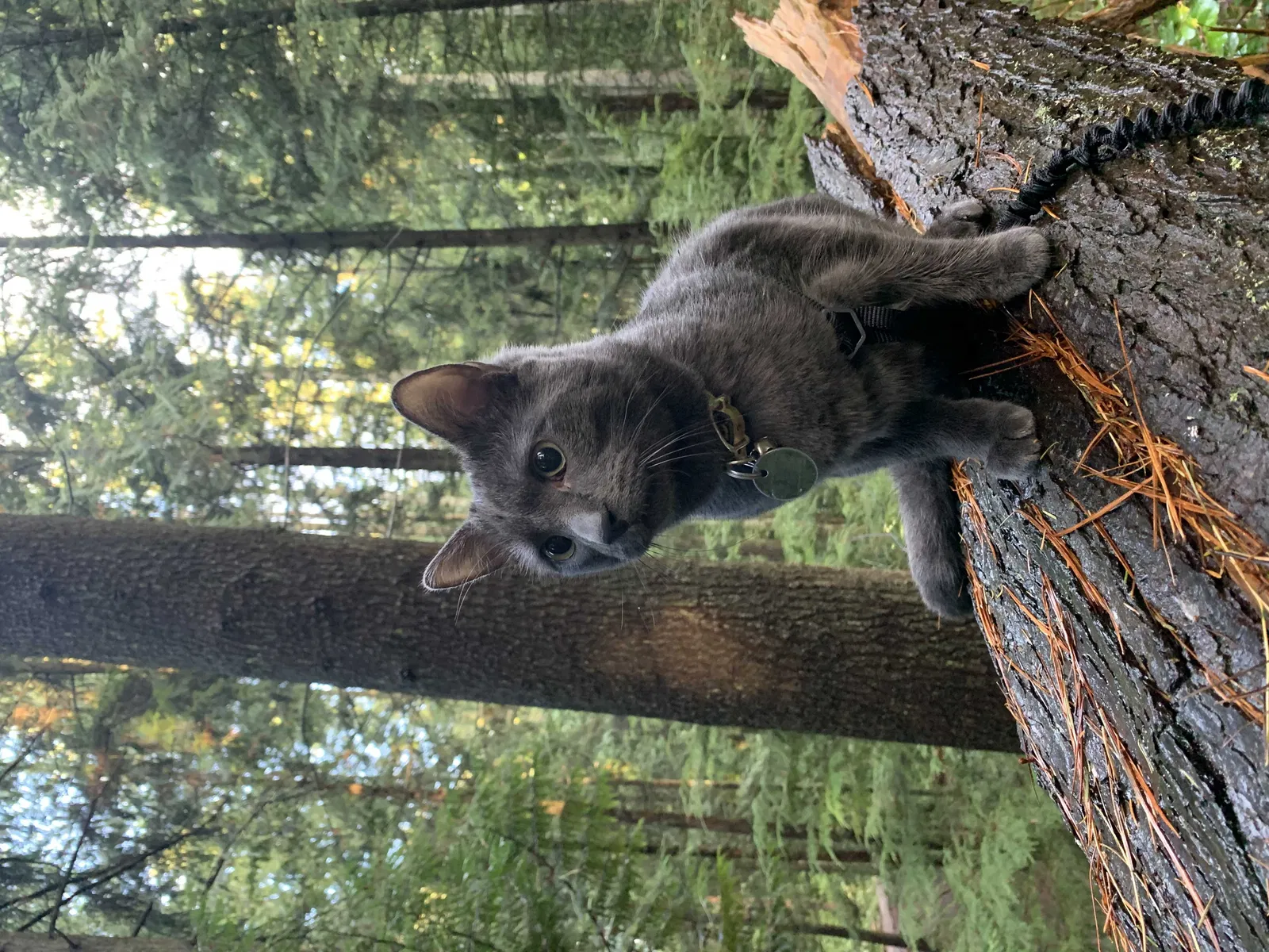 Lost cat in Seattle, WA, 98155