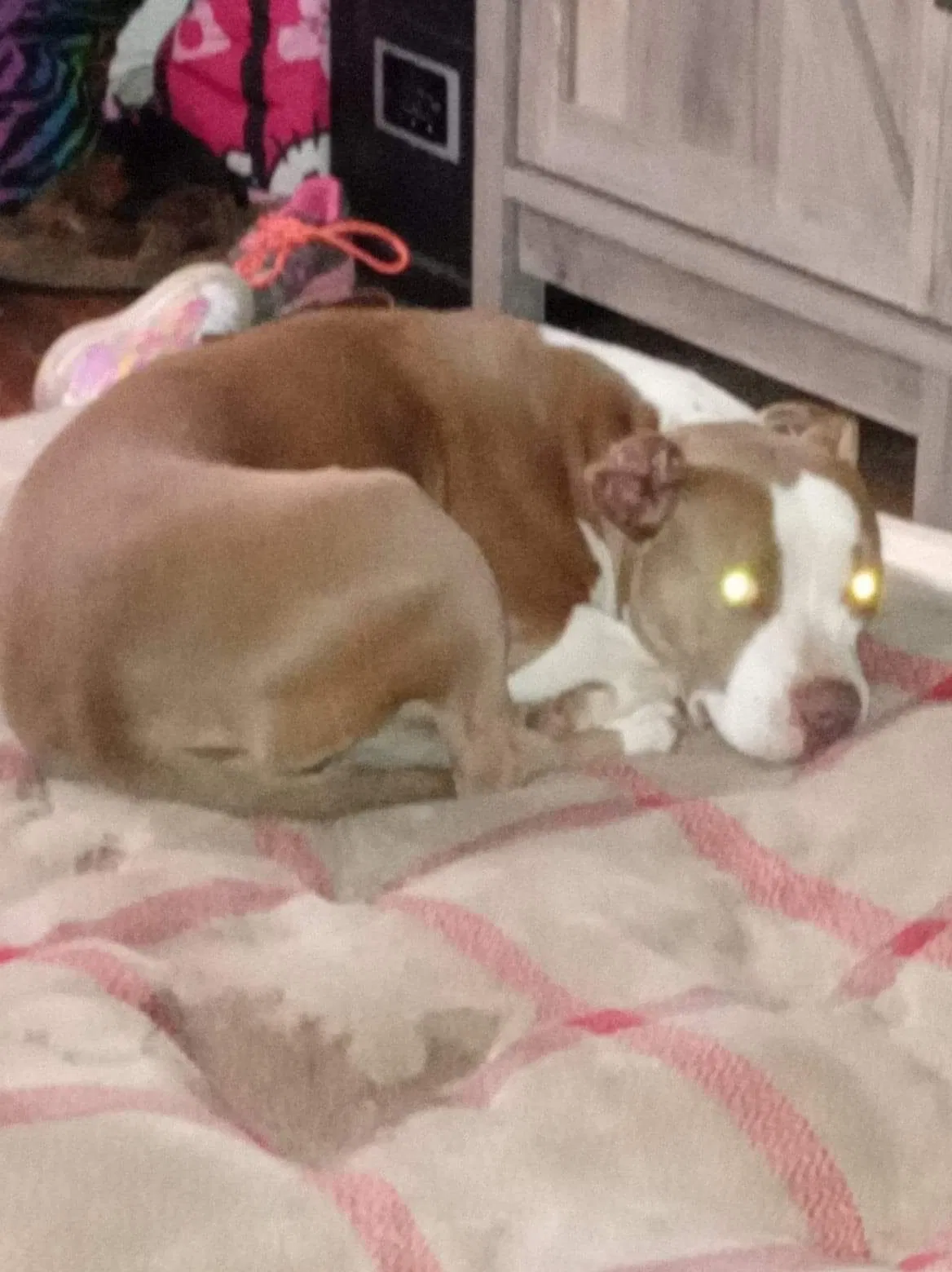 Lost dog in Unknown, TX, 79048