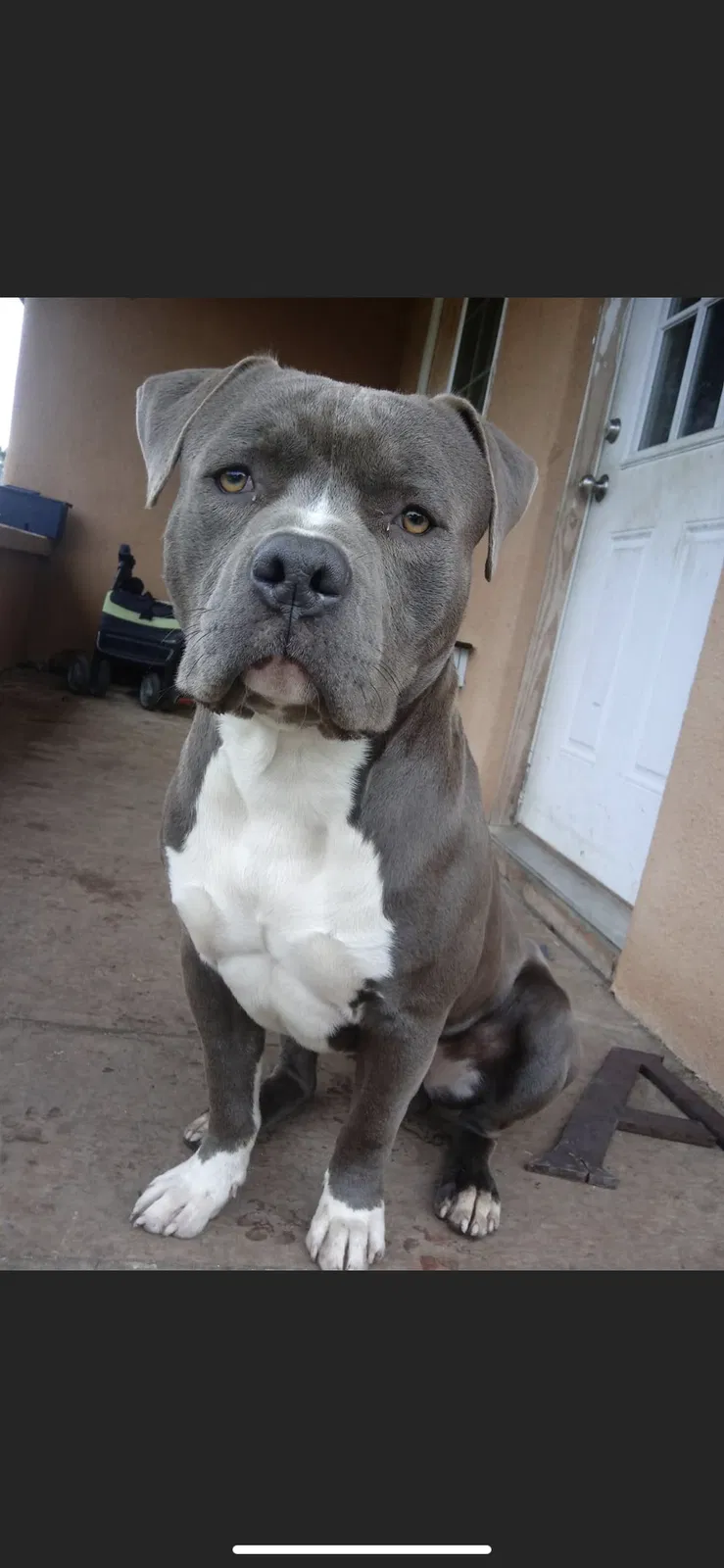 Lost dog in Thornton, CA, 95686