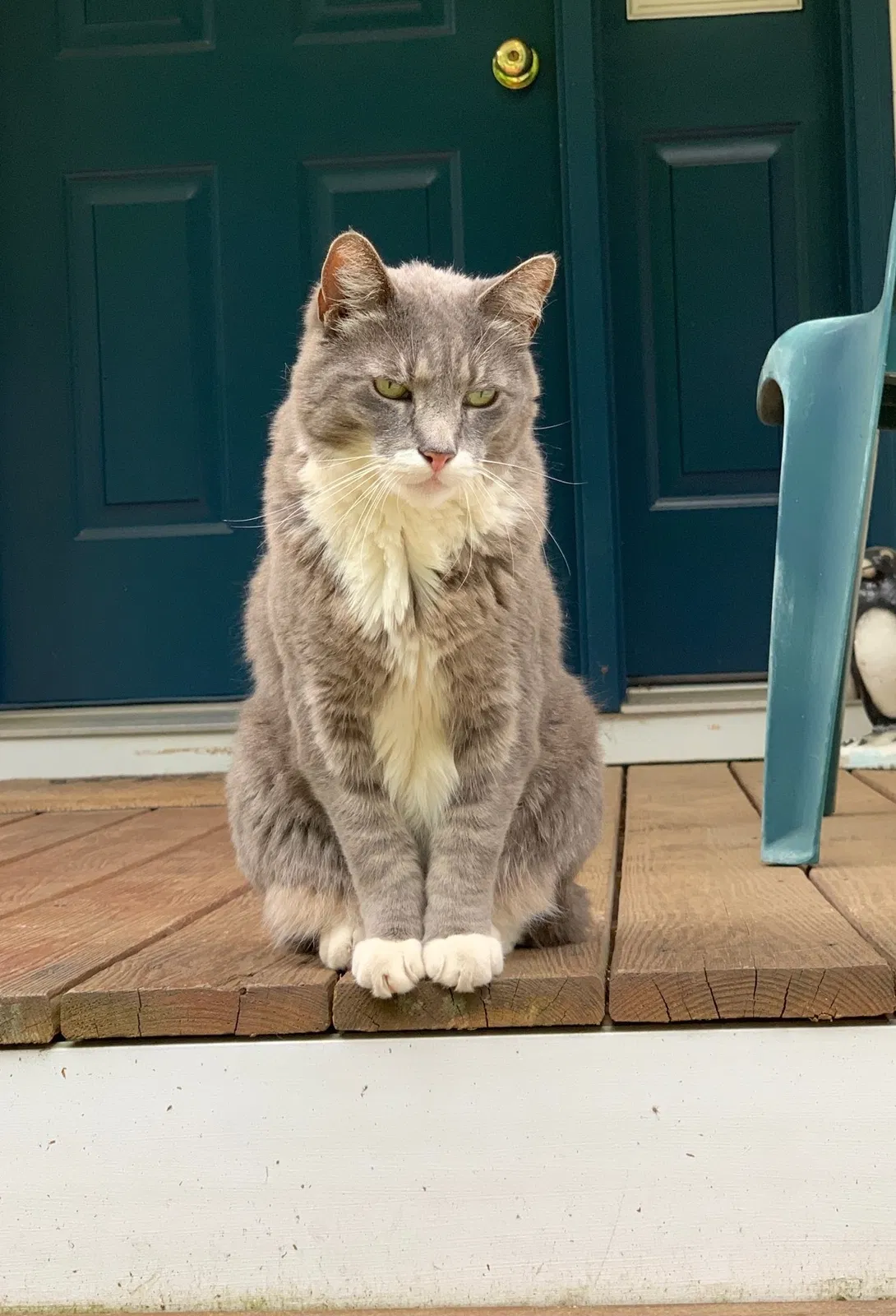 Lost cat in Croton On Hudson, NY, 10520