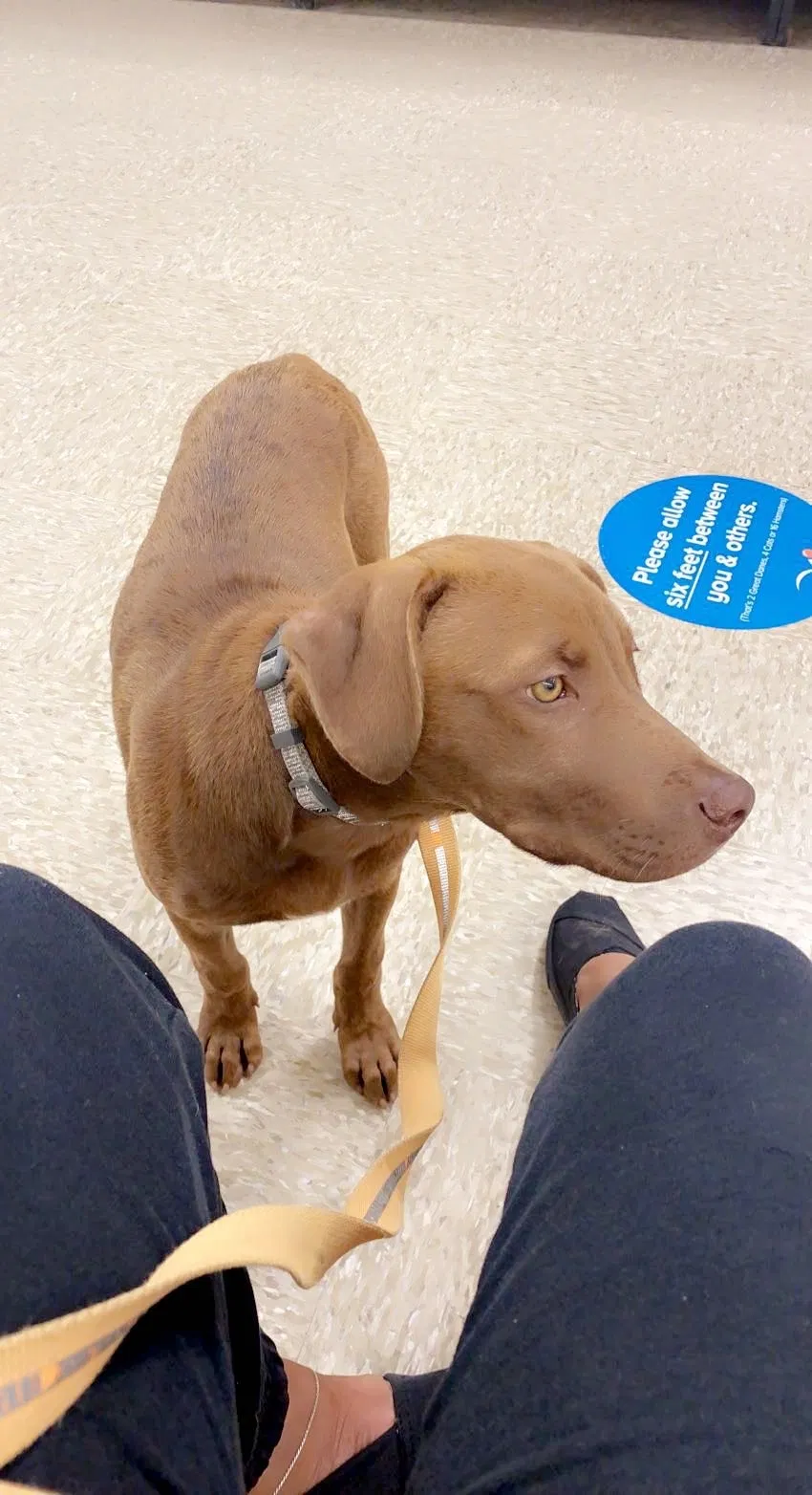 Lost dog in Summerfield, FL, 34491