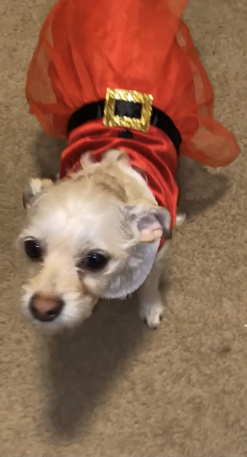 Lost dog in North Salt Lake, UT, 84054