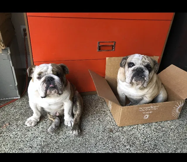 Lost dog in Stockton, CA, 95205