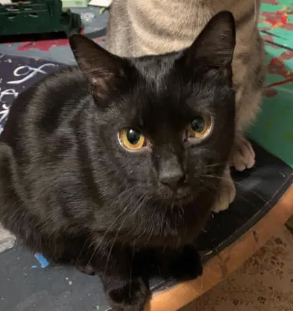 Lost cat in Westminster, MD, 21158