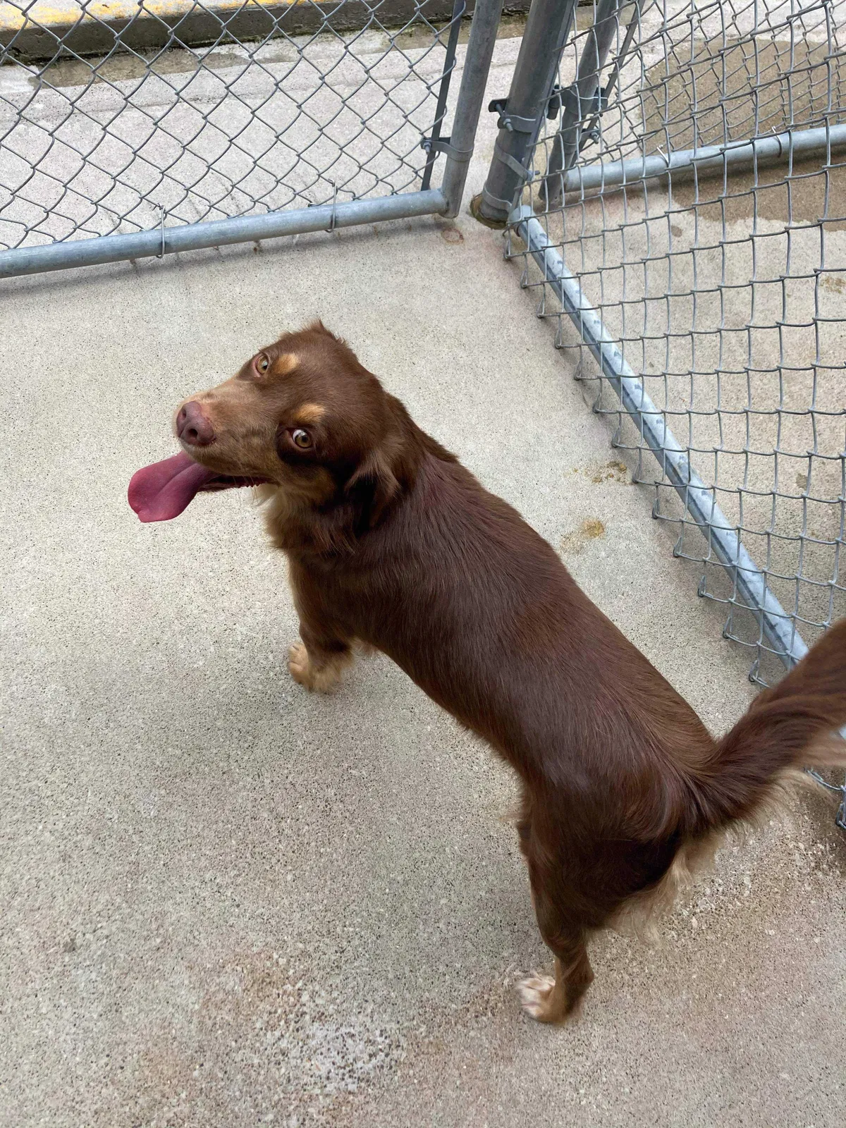 Lost dog in Sulphur, LA, 70665