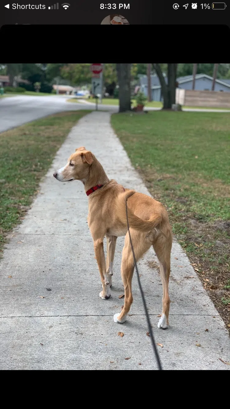 Lost dog in Longwood, FL, 32750