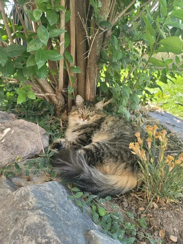 Lost cat in Syracuse, UT, 84075