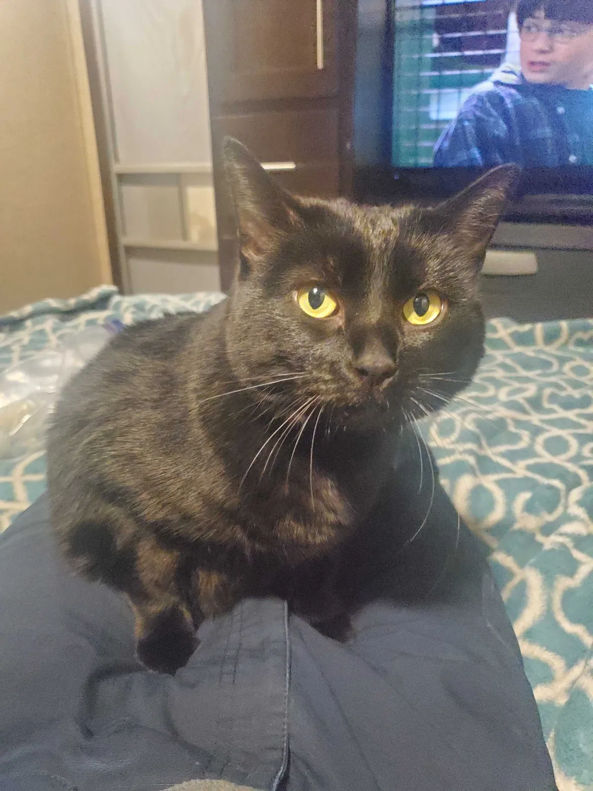Lost cat in Oakley, CA, 94561