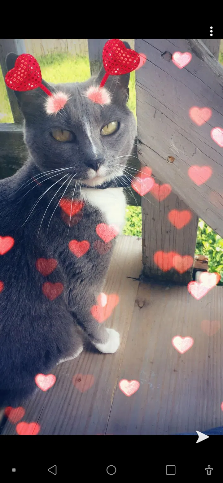 Lost cat in Kenosha, WI, 53140