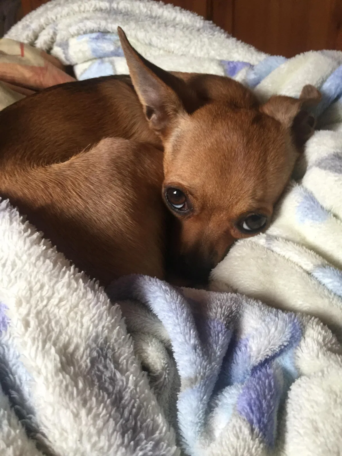 Lost dog in Stockton, CA, 95205
