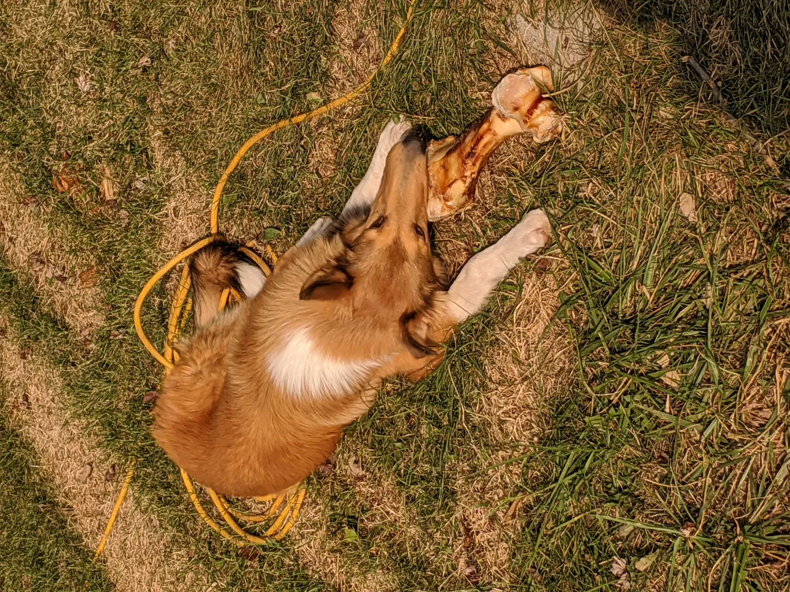 Lost dog in Mount Sterling, OH, 43143