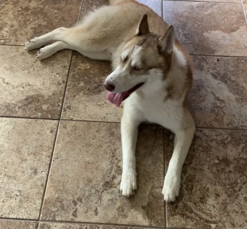 Lost dog in Fresno, CA, 93730