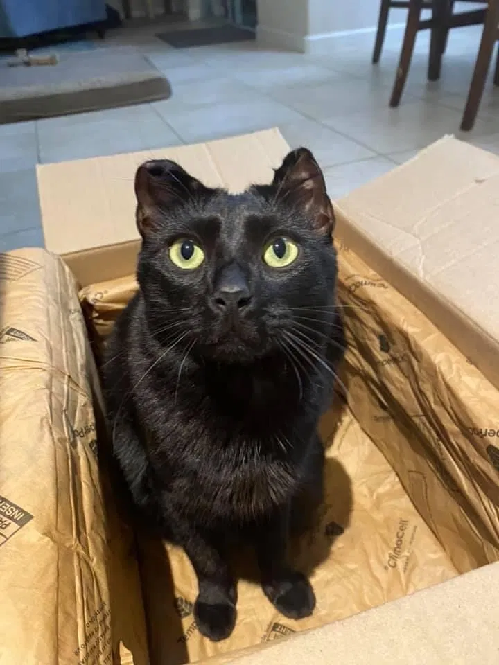 Lost cat in Palm Bay, FL, 32909