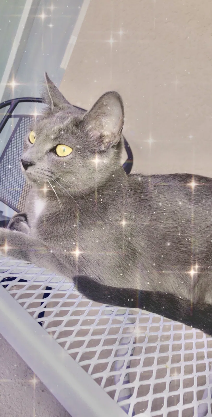 Lost cat in Orlando, FL, 32824