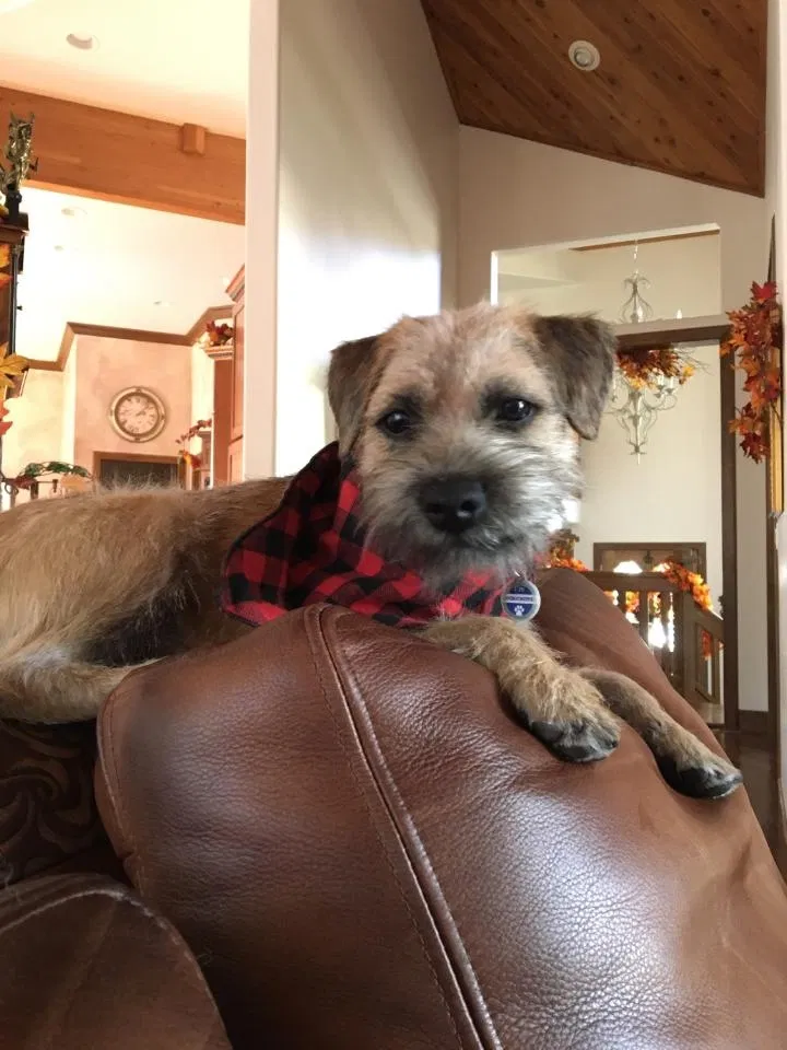 Lost dog in Flagstaff, AZ, 86001