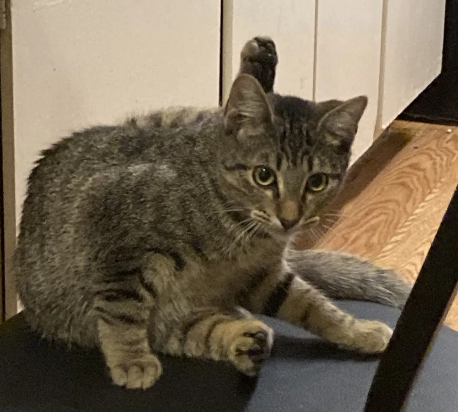 Lost cat in College Station, TX, 77840