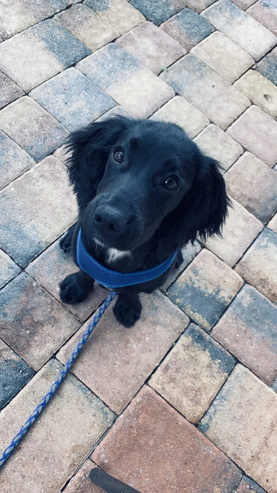 Lost dog in Tallahassee, FL, 32308