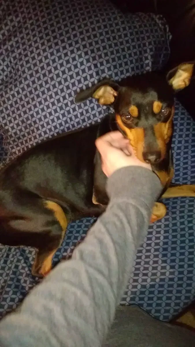 Lost dog in Fontana, CA, 92336