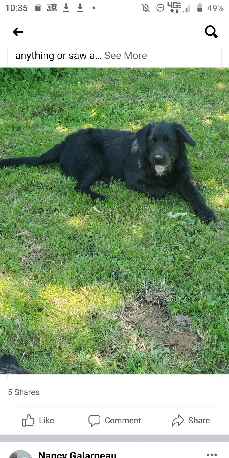 Lost dog in Rutledge, TN, 37861
