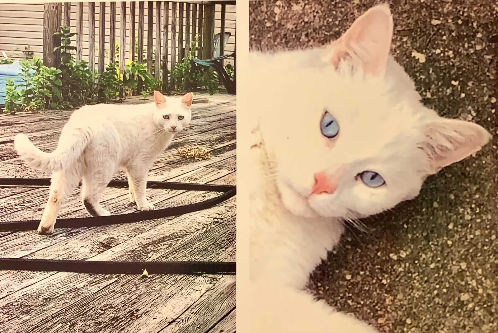 Lost cat in Toms River, NJ, 8753