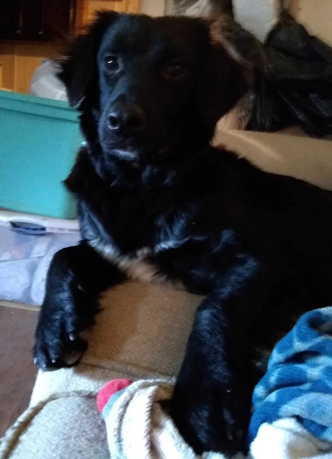 Lost dog in Rutledge, TN, 37861