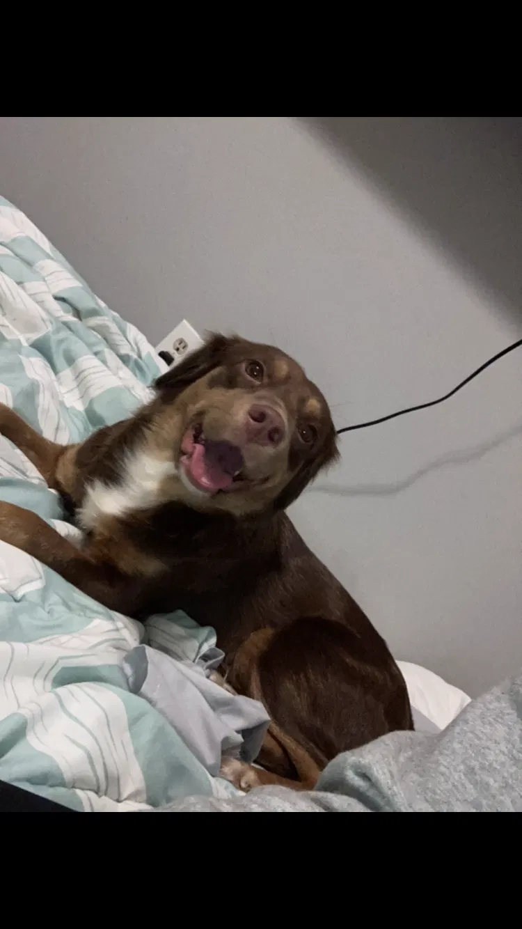 Lost dog in Sulphur, LA, 70665