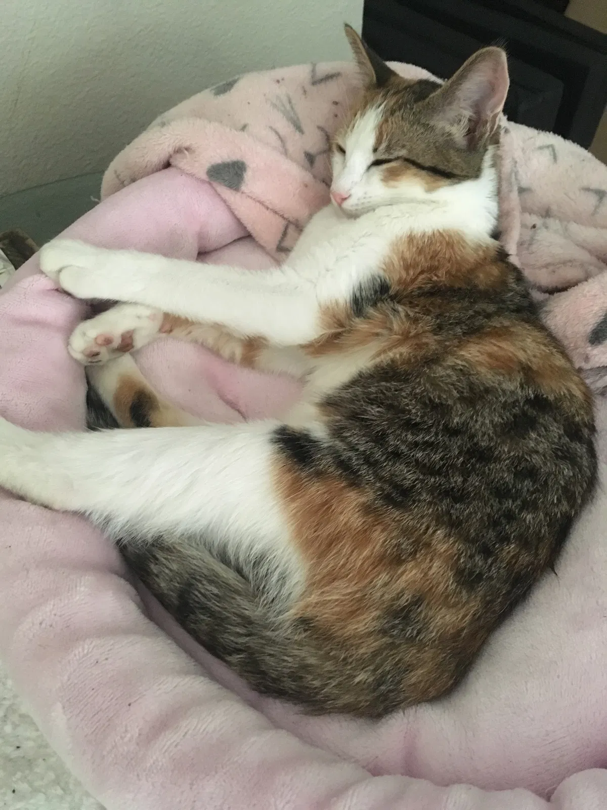 Lost cat in Roseville, CA, 95747