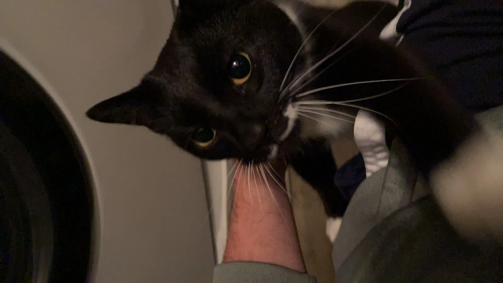 Found cat in Chambersburg, PA, 17202