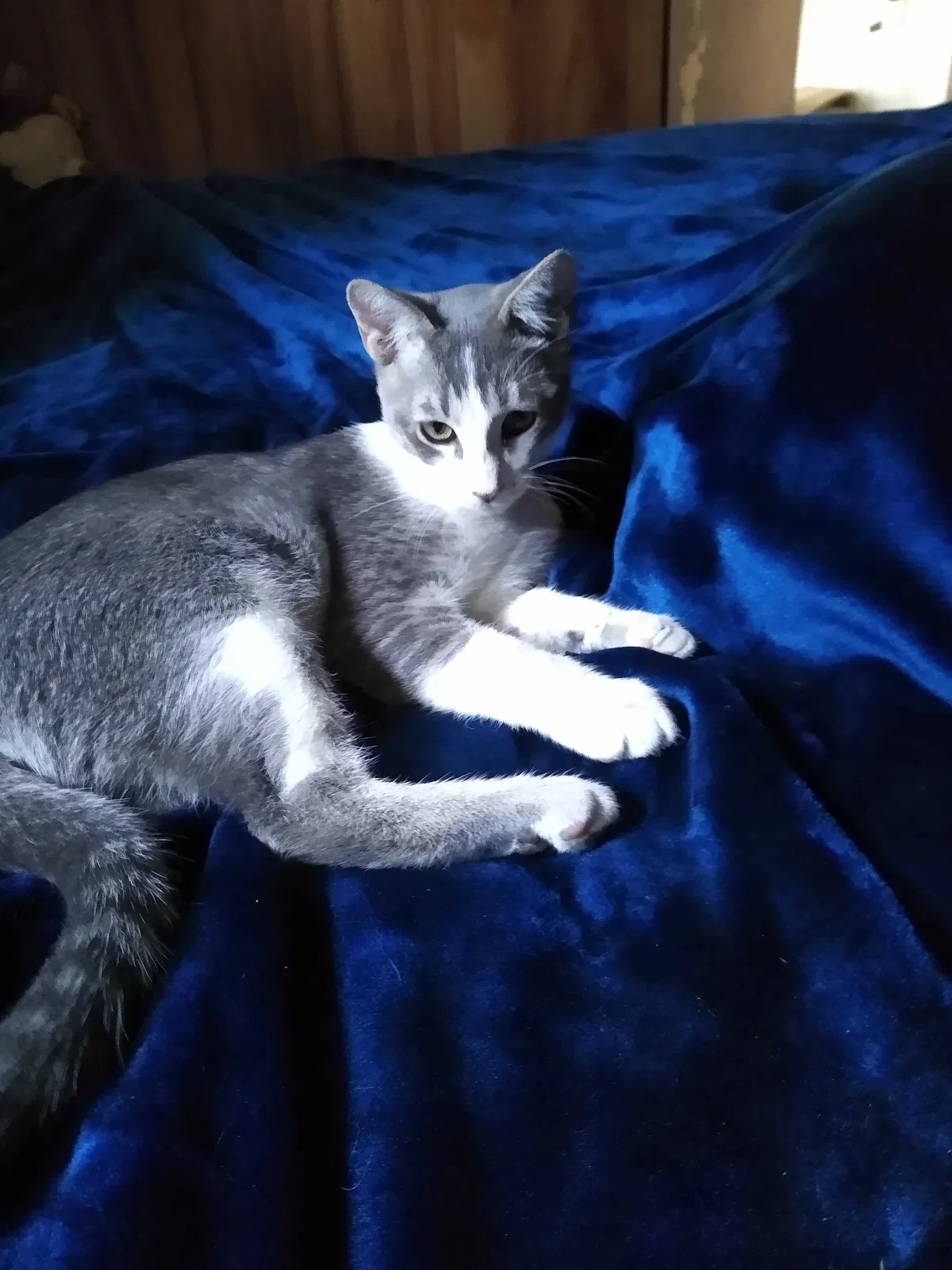 Lost cat in Longmont, CO, 80504