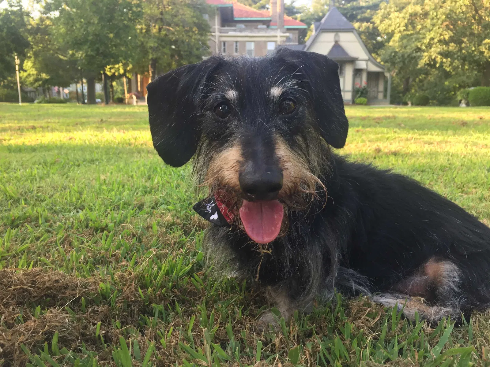 Lost dog in Alton, IL, 62002