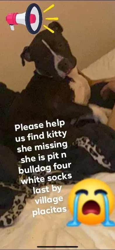 Lost dog in Placitas, NM, 87043