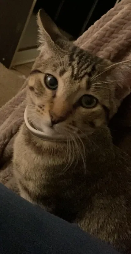 Lost cat in Albuquerque, NM, 87120